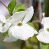 Cornus ‘Eddies White Wonder’ 2 Cornus ‘Eddies White Wonder’ -Tree Furnish Store 12552 13532 dcfd 1024x683 1