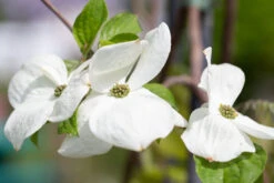 Cornus ‘Eddies White Wonder’