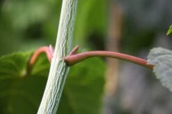 Acer Conspicuum ‘Silver Vein’ 9 Acer Conspicuum ‘Silver Vein’ -Tree Furnish Store 12554 1 1024x683 1