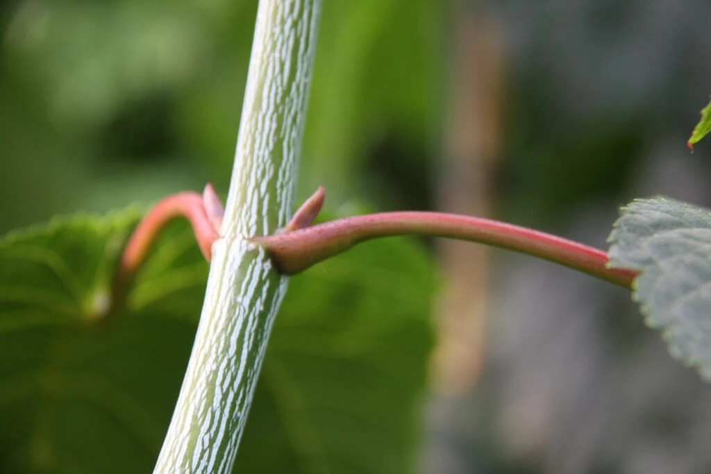Acer Conspicuum ‘Silver Vein’ 6 Acer Conspicuum ‘Silver Vein’ - Image 4