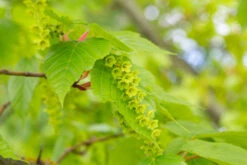Acer Conspicuum ‘Silver Vein’ 8 Acer Conspicuum ‘Silver Vein’ -Tree Furnish Store 12554 12589 4eef 1 1024x683 1