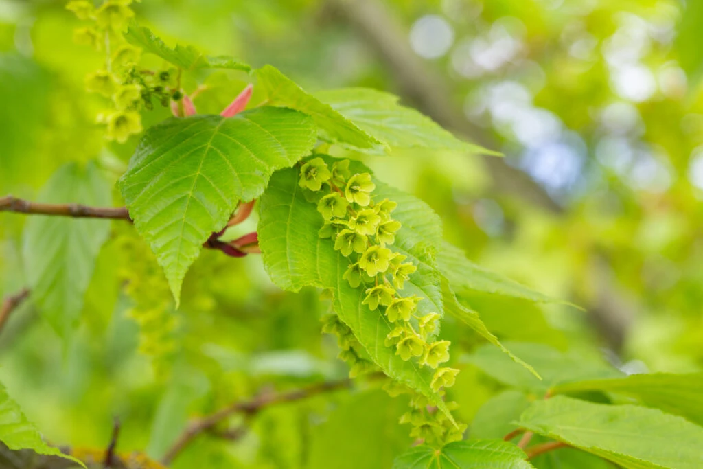Acer Conspicuum ‘Silver Vein’ 5 Acer Conspicuum ‘Silver Vein’ - Image 3
