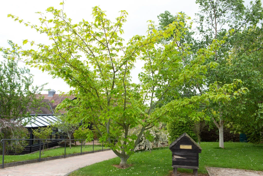 Acer Conspicuum ‘Silver Vein’ 4 Acer Conspicuum ‘Silver Vein’ - Image 2
