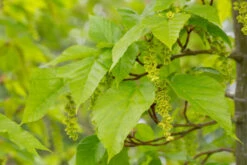 Acer Conspicuum ‘Silver Vein’