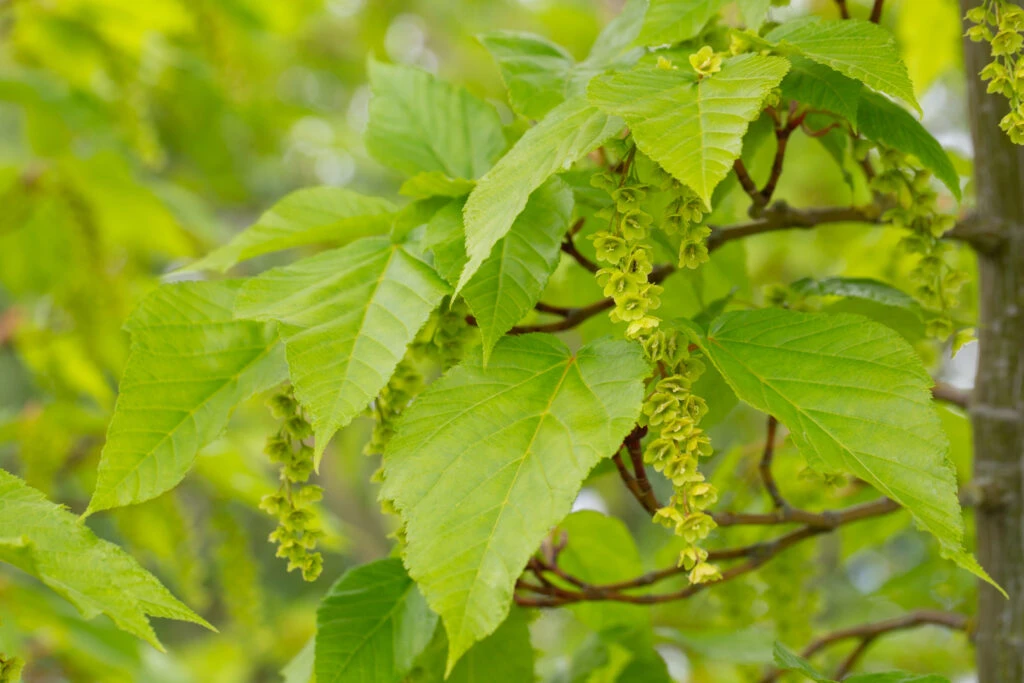 Acer Conspicuum ‘Silver Vein’ 3 Acer Conspicuum ‘Silver Vein’