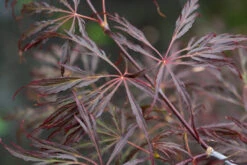 Acer Palmatum ‘Crimson Queen’ -Tree Furnish Store 12568 13882 4047 1024x683 1