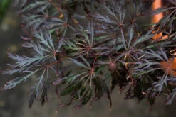 Acer Palmatum ‘Crimson Queen’ -Tree Furnish Store 12568 13883 9ed8 1024x683 1