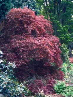Acer Palmatum ‘Crimson Queen’ -Tree Furnish Store 12568 13885 ae4a