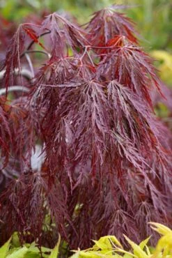 Acer Palmatum âGarnetâ