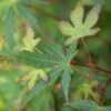 Acer Palmatum ‘Sango Kaku’ -Tree Furnish Store 12571 15082 4b80 1024x683 1