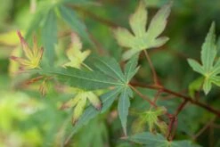 Acer Palmatum âSango Kakuâ