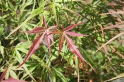 Acer Palmatum ‘Villa Taranto’ -Tree Furnish Store 12573 1024x683 1