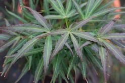 Acer Palmatum ‘Villa Taranto’
