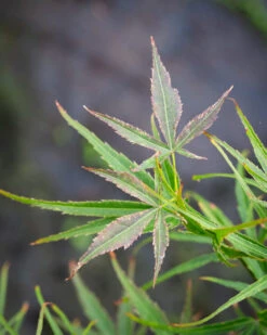 Acer Palmatum ‘Villa Taranto’ -Tree Furnish Store 12573 13908 5e28 819x1024 1