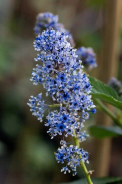 Ceanothus Arboreus ‘Trewithen Blue’ 7 Ceanothus Arboreus ‘Trewithen Blue’ -Tree Furnish Store 12583 12263 69b7 1 683x1024 1