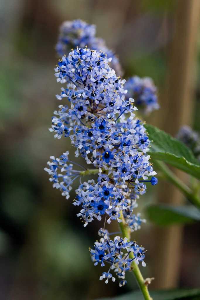 Ceanothus Arboreus ‘Trewithen Blue’ 5 Ceanothus Arboreus ‘Trewithen Blue’ - Image 3