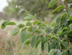 Ostrya Carpinifolia -Tree Furnish Store 12586 2 1024x780 1