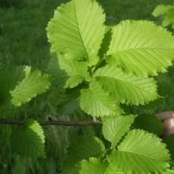 Ulmus ‘Lutèce’ (Naguen)
