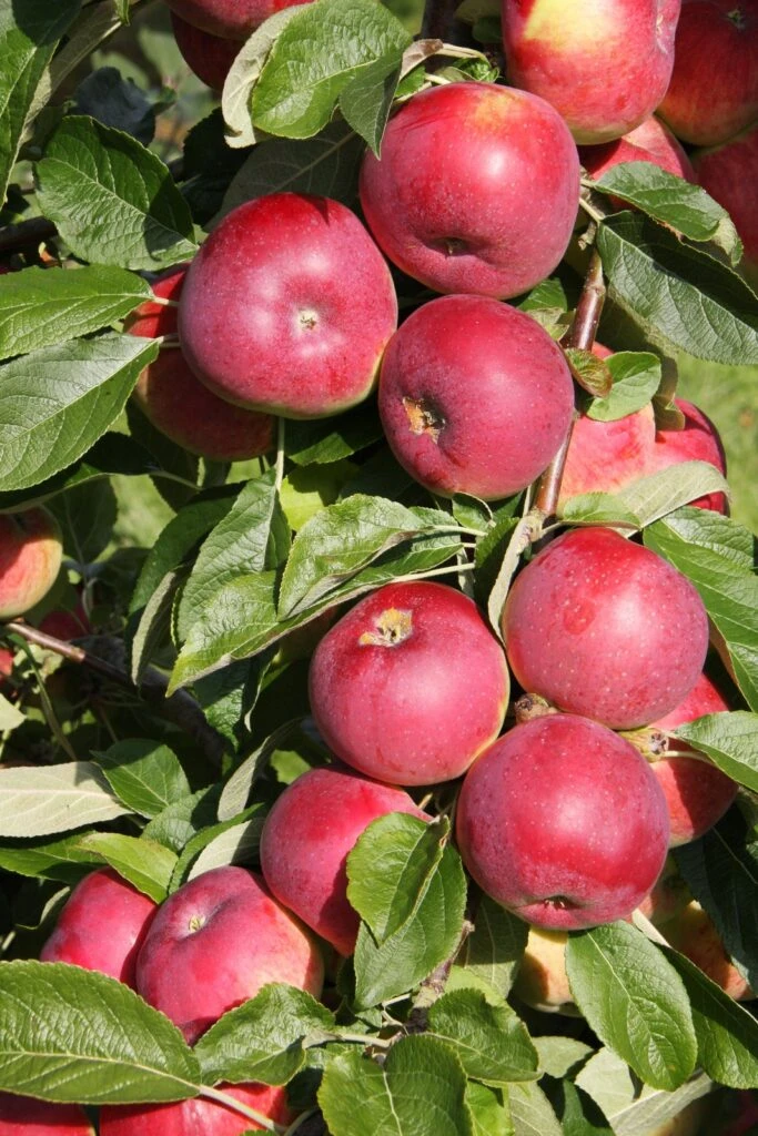 Eden™ 5 Eden™ - Image 3