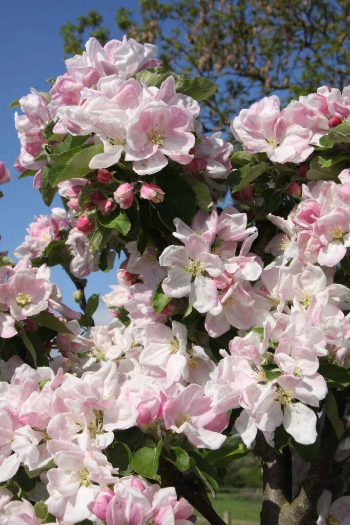 Upton Pyne 4 Upton Pyne - Image 2