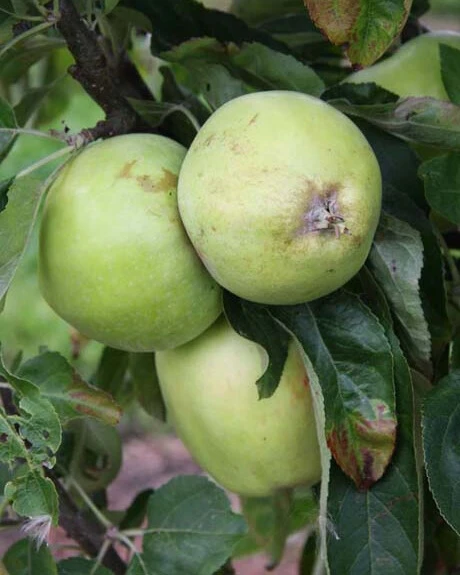 Upton Pyne 3 Upton Pyne