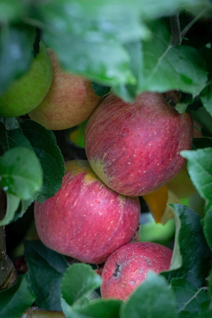 Kingston Black 4 Kingston Black - Image 2