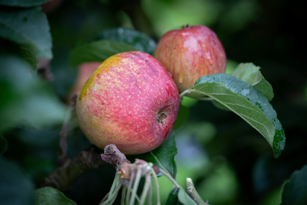 Kingston Black 5 Kingston Black - Image 3