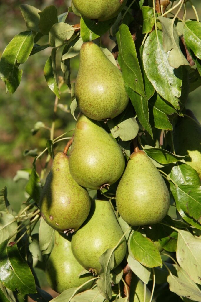 Celebration® NUVAR 4 Celebration® NUVAR - Image 2