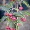 Malus Hupehensis -Tree Furnish Store 12695 15284 414d 683x1024 1