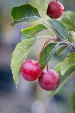 Malus Hupehensis -Tree Furnish Store 12695 15285 24e9 683x1024 1