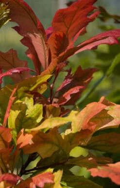 Tree Furnish Store -Tree Furnish Store 12740 12355 e68c 1