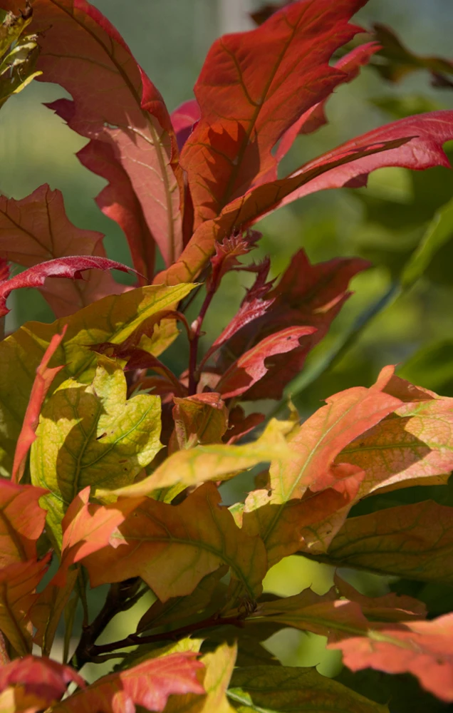 Quercus Texana ‘New Madrid’ 4 Quercus Texana ‘New Madrid’ - Image 2