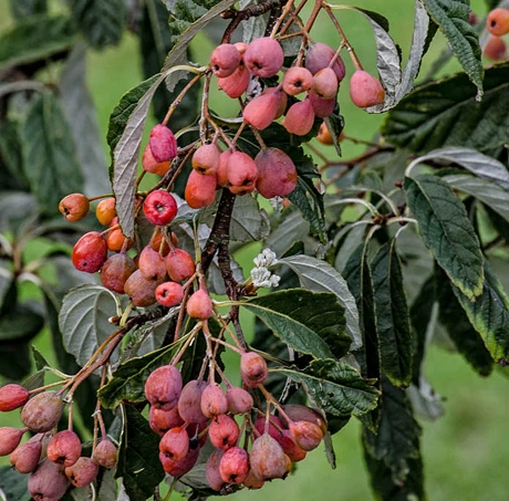 Sorbus Folgneri ‘Emiel’ 5 Sorbus Folgneri ‘Emiel’ - Image 3
