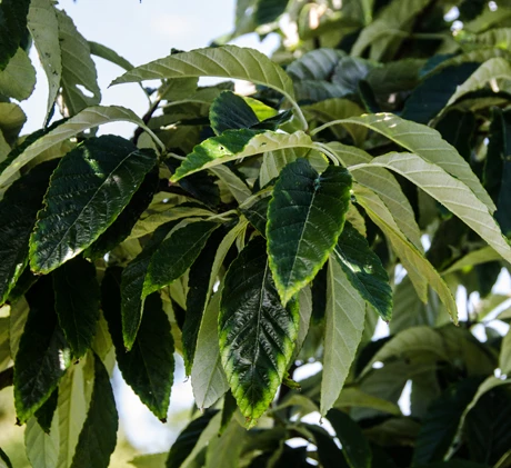 Sorbus Folgneri ‘Emiel’ 4 Sorbus Folgneri ‘Emiel’ - Image 2