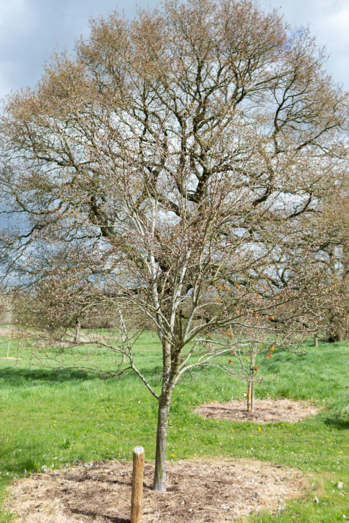 Sorbus Folgneri ‘Emiel’ 6 Sorbus Folgneri ‘Emiel’ - Image 4