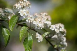 Sorbus Folgneri ‘Emiel’