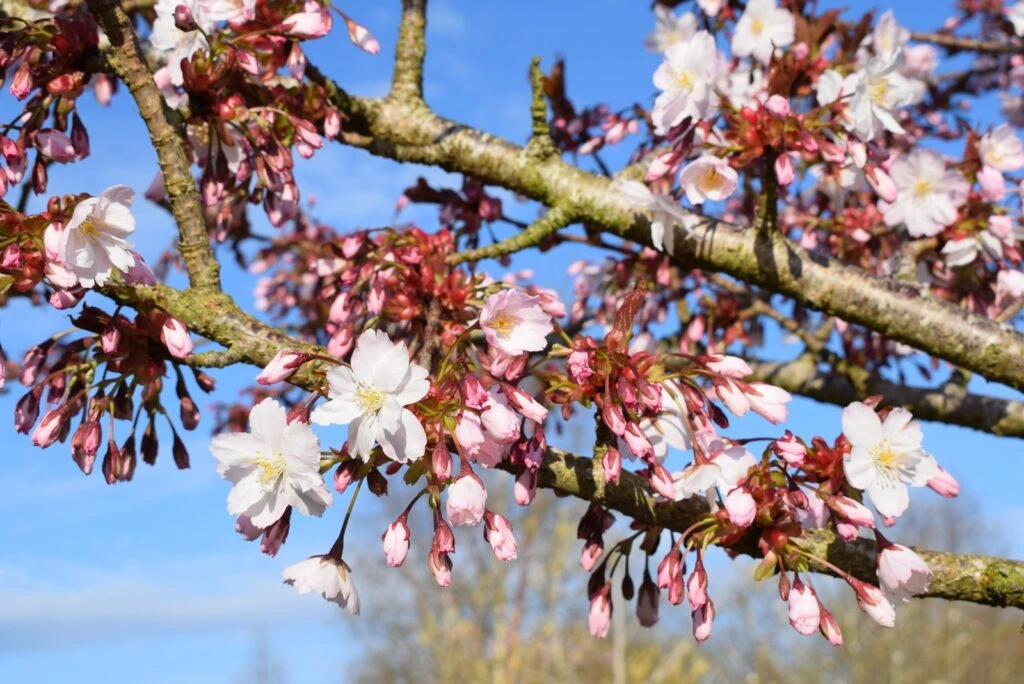 Prunus ‘Taoyame’ 3 Prunus ‘Taoyame’ - Image 2