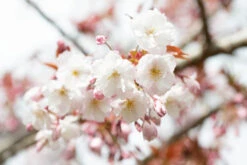 Prunus ‘Taoyame’
