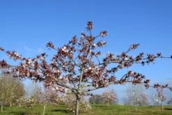 Prunus ‘Taoyame’ 6 Prunus ‘Taoyame’ -Tree Furnish Store 12775 2 1 1024x684 1