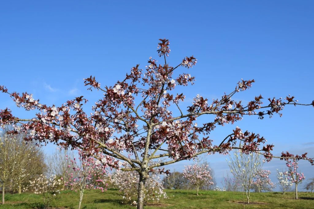 Prunus ‘Taoyame’ 4 Prunus ‘Taoyame’ - Image 3