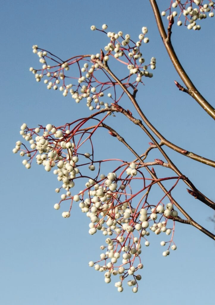 Sorbus Pseudohupehensis 6 Sorbus Pseudohupehensis - Image 4