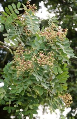 Sorbus Pseudohupehensis