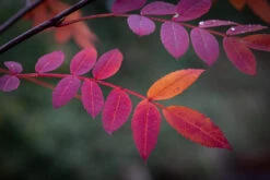 Sorbus Pseudohupehensis 9 Sorbus Pseudohupehensis -Tree Furnish Store 12782 14712 5406 1024x683 1