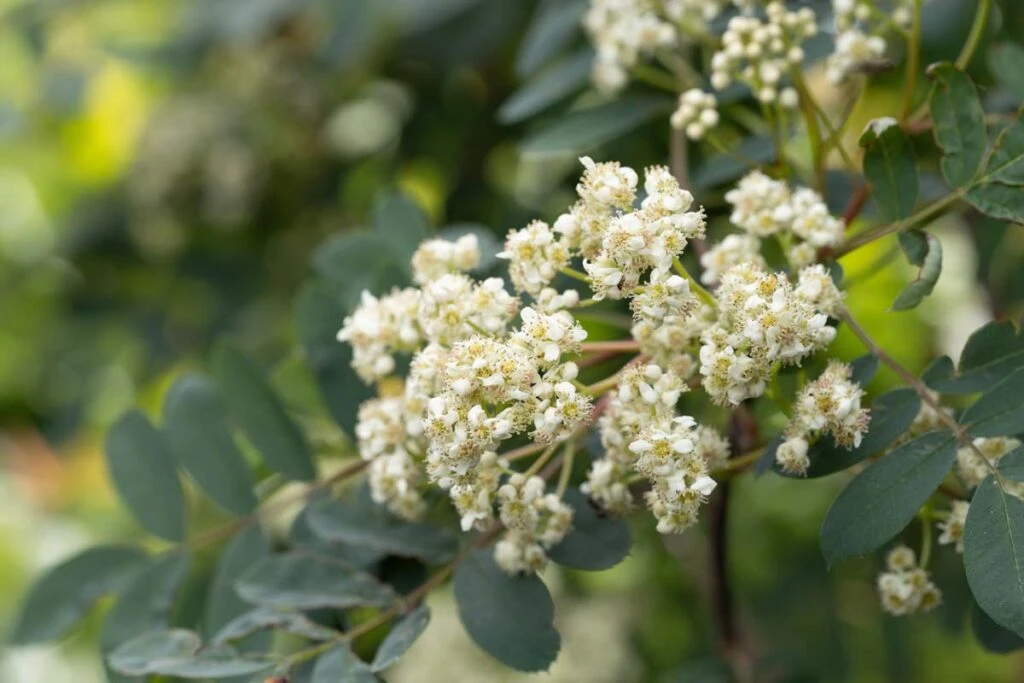 Sorbus Pseudohupehensis 4 Sorbus Pseudohupehensis - Image 2