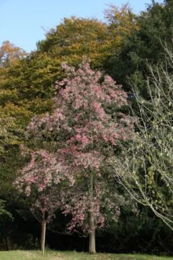 Sorbus Pseudohupehensis 11 Sorbus Pseudohupehensis -Tree Furnish Store 12782 2 1 683x1024 1