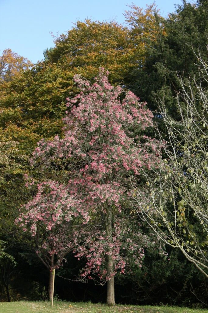 Sorbus Pseudohupehensis 7 Sorbus Pseudohupehensis - Image 5