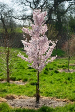 Prunus Pendula ‘Ascendens Rosea’ -Tree Furnish Store 12791 12428 1474 1