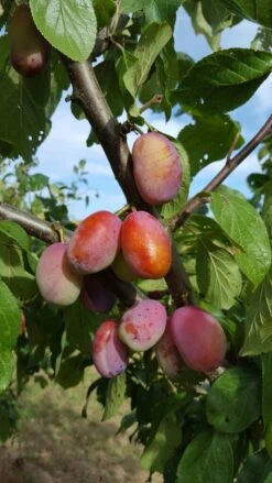 Groves Late Victoria