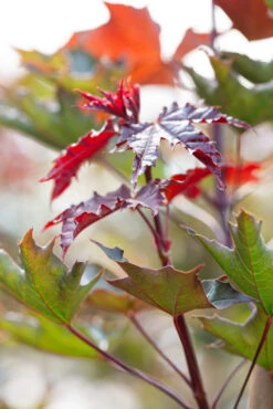 Acer Platanoides ‘Crimson Sentry’