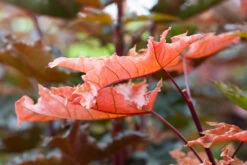 Acer Platanoides ‘Crimson Sentry’ -Tree Furnish Store 12814 13912 7261 1024x683 1